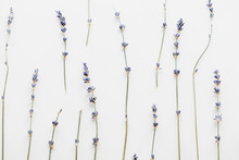 Top View Of Dry Lavender Twigs With Flowers Isolated On White
