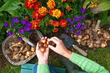 The gardener plants daffodil bulbs in the autumn garden.