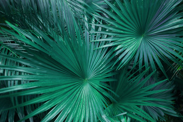 Fototapete - turquoise green palm leafs on tropical country shoot