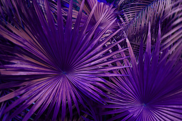 Fototapete - Tropical purple palm Leaves in exotic endless summer country