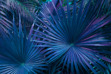 Fototapete - Tropical blue palm Leaves in exotic endless summer country