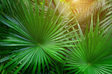 Fototapete - Tropical green palm Leaves in exotic endless summer country with sunlight