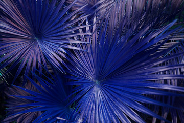 Fototapete - Tropical blue palm Leaves in exotic endless summer country
