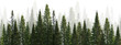 dark green straight trees forest on white