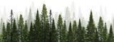 Fototapeta Las - dark green straight trees forest on white