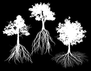 three oak with root silhouettes isolated on black