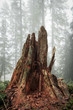 old fallen tree stump in the alpine forest on a foggy day