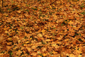 carpet of autumn leaves