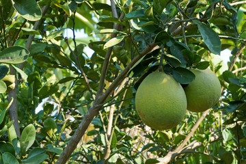 two pomelo fruits on tree in the garden on hillside