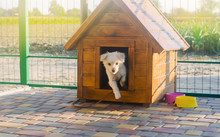 Beautiful White Pooch Dog In The Booth On A Sunny Day. House For An Animal. Selective Focus