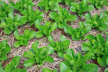 Poster - Organic lettuce in the field.