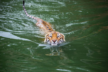 Asian Tigers Are Swimming In Nature.