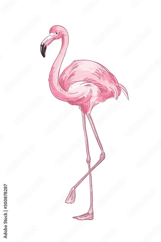 Pink flamingo hand drawn vector illustration. Cute exotic bird color drawing. African fauna representative, realistic wild animal. Tropical red plumage birdie isolated on white background. - obrazy, fototapety, plakaty 