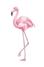 Pink Flamingo Hand Drawn Vector Illustration. Cute Exotic Bird Color Drawing. African Fauna Representative, Realistic Wild Animal. Tropical Red Plumage Birdie Isolated On White Background.