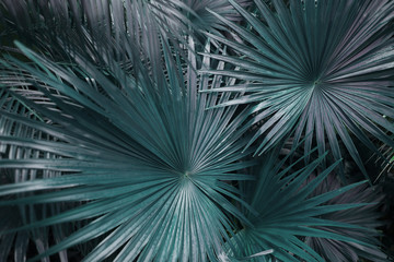 Fototapete - green palm leafs on tropical country shoot