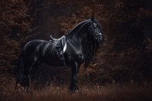 Portrait Of Stunning Elegant Sport Dressage Friesian Stallion Horse With Long Mane And Tail Standing On Ground In Forest In Autumn Landscape