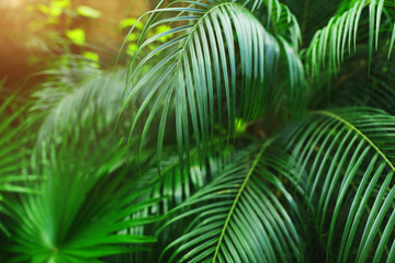 Fototapete - Tropical bright green palm Leaves with sunlight wallpaper in exotic endless summer country
