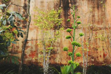 Fototapete - Tropical exotic Plants on Big Buddha Mountain wall in Phuket Thailand