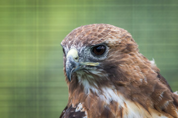 Broad-winged Hawk (Buteo platypterus) closeup looking left against green background