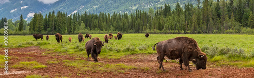 Panorama Herd of American Bison or Buffalo Panoramic Web Banner