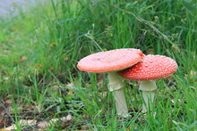 Red Mushrooms Pair