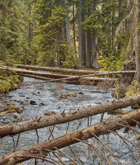 Majestic pine and fir autumn forest with mountain river Chistaya; crystal clear water stream, tall trees along the riverbed; tree trunks fell across the river as a crossing; tourist destination