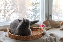 Gray Cat Is Sitting In Wicker Basket And Looking Out The Window On The Winter Landscape. 