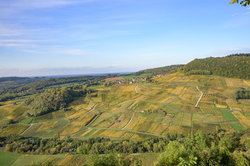 Wall Mural - Vineyards near Chateau Chalon, Departement Jura, Franche-Comte, France