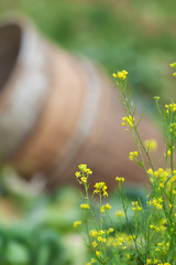 Wall Mural - Blooming yellow flowers in a garden.