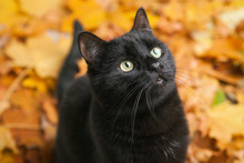 Beautiful Green Eyes Black Fur Domestic Cat In Fallen Leaves Flat Lay. Lucky Pet In Autumn Nature. Top View, Close Up Animals Portrait.