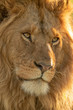 © Nick Dale - Close-up of male lion face turned right