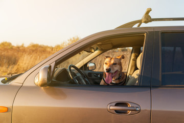 Happy ginger red mix breed dog smiling with his tongue hanging out, looking out of family car window. Sunset time summer wallpaper. Grunge solar bright effect. Copy space background.