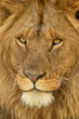 © Nick Dale - Close-up of male lion face turning left