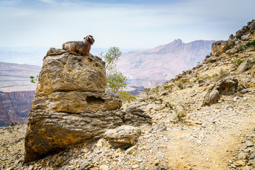 Poster - Arabian tahr at Jebel Shams in Oman