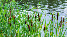 Fresh Cattail In The Pond, Backdrop Nature. Green Bulrush Leaves, Ripe Brown Ear Of Cattail, Grassy Plant Growing In A Freshwater Pond Coastal Zone