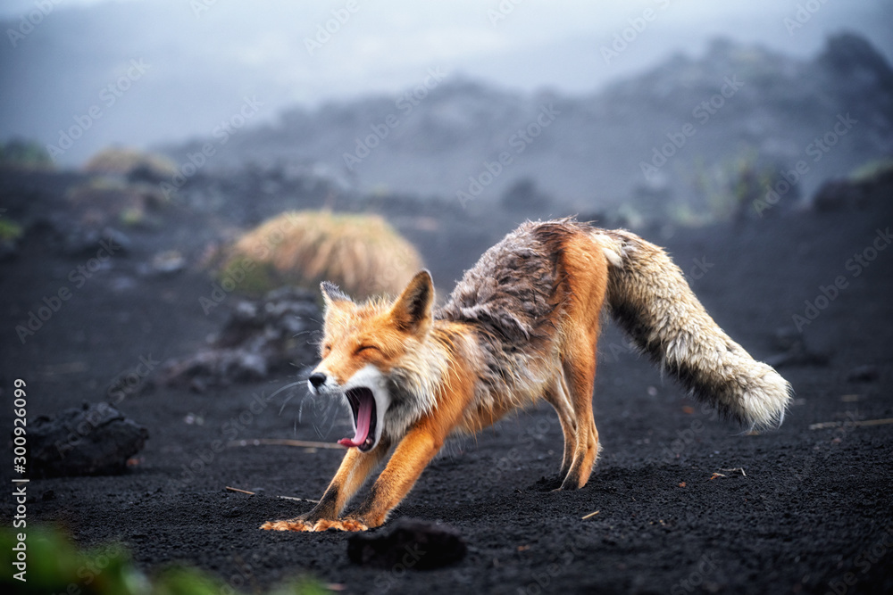 Funny red fox stretches. Concept - funny animals in the wild - obrazy, fototapety, plakaty 