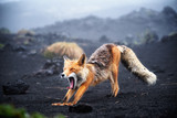 Fototapeta Zwierzęta - Funny red fox stretches. Concept - funny animals in the wild