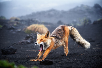 funny red fox stretches. concept - funny animals in the wild
