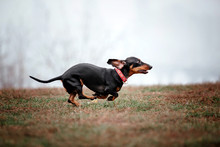 Dachshund Dog Running Outdoor