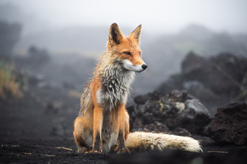 Wall Mural - red fox close up. portrait of a fox in kamchatka
