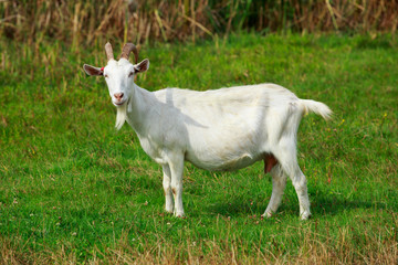 Portrait of goat