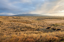 Golden Dry Grass Landscape In The Steppe With A Hill On The Horizon At Sunset