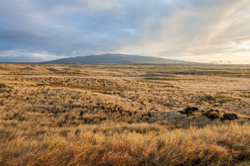 Golden dry grass landscape in the steppe with a hill on the horizon at sunset