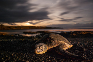 Sleeping turtle at night at a stony beach in Hawaii