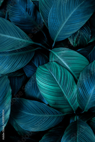 Fototapete - leaves of Spathiphyllum cannifolium, abstract green texture, nature background, tropical leaf