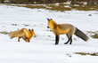 © L. J. Martin - Foxes - Reynard and Vixen