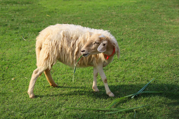 Wall Mural - Sheep Eatting grass in emtry garden at thailand