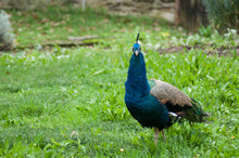 Portrait Of Peacock Walking In A Public Garden