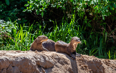 Poster - Two otters lie in the sand on the river bank. South America. Brazil. Pantanal National Park.