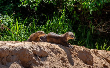 Poster - Two otters lie in the sand on the river bank. South America. Brazil. Pantanal National Park.